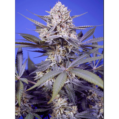 Pineapple Slush XL Auto